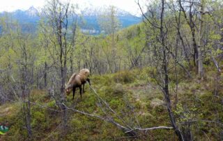 Alaska Moose and Mountain