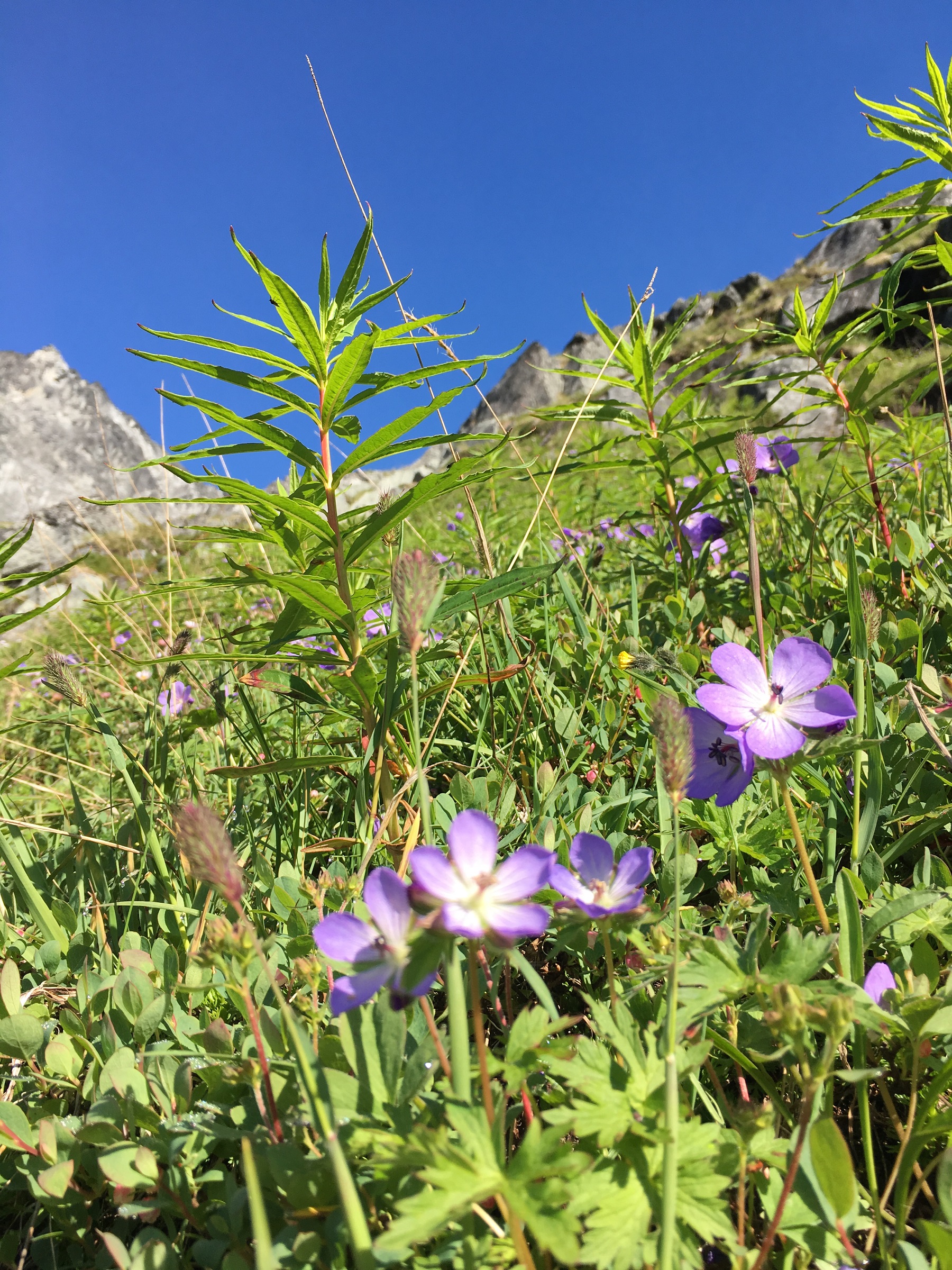 hiking in Hatcher Pass