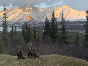 Mama moose and baby in front of mountains