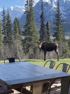 Alaska Moose in a backyard