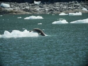 harbor seal ice