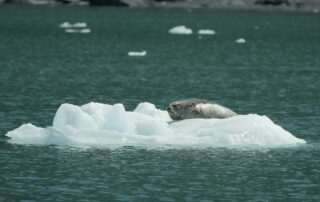 Seal on Glacier Ice