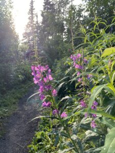 Fireweed on trail in Alaska
