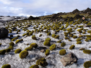 Glacier moss Matanuska