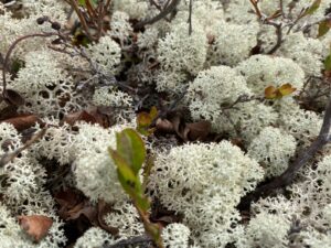 tundra lichen