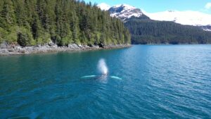 ocean whale Alaska