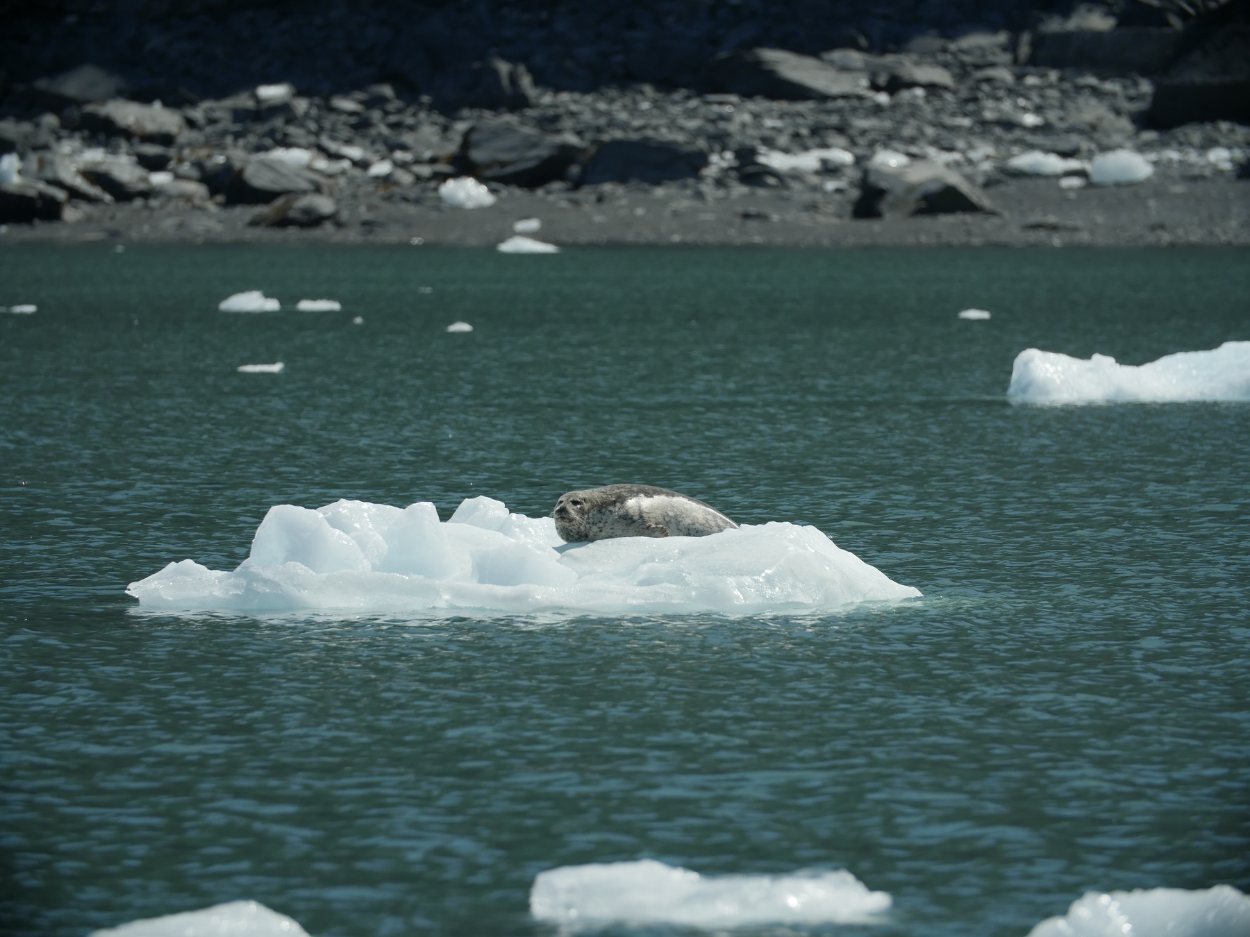 harbor seal on floating ice in water