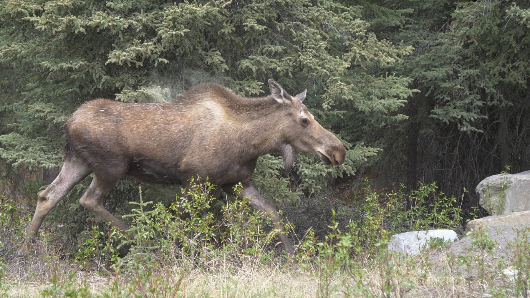 moose walking through trees and grass