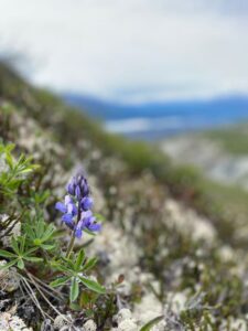 blue flower on mountain