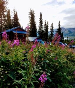 Alaskan wildflower fireweed