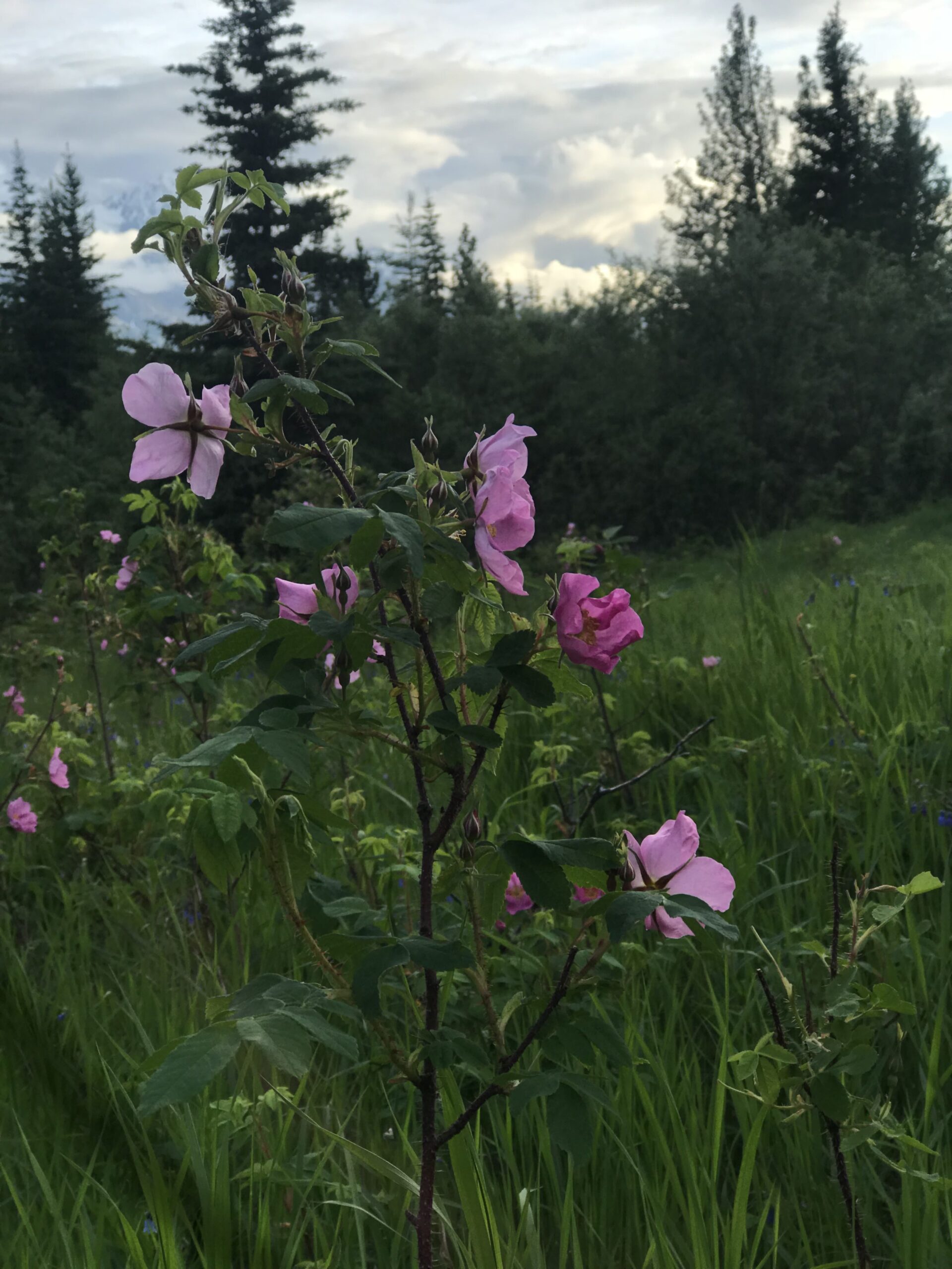Pink Alaskan wildflower