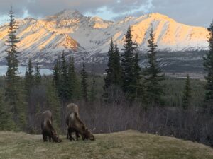 Alaska wildlife in front of mountains