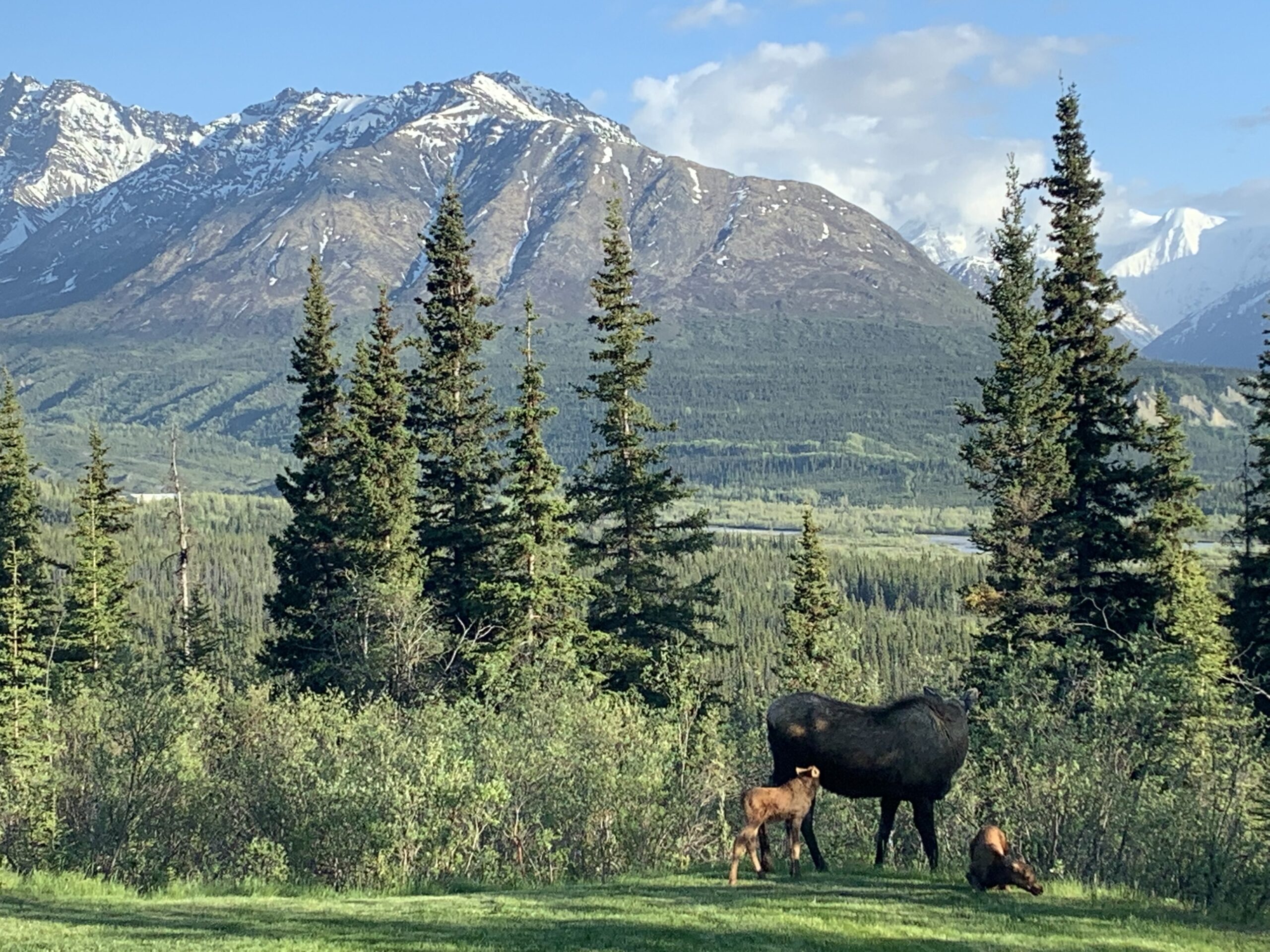 Alaska Wildlife in the mountains