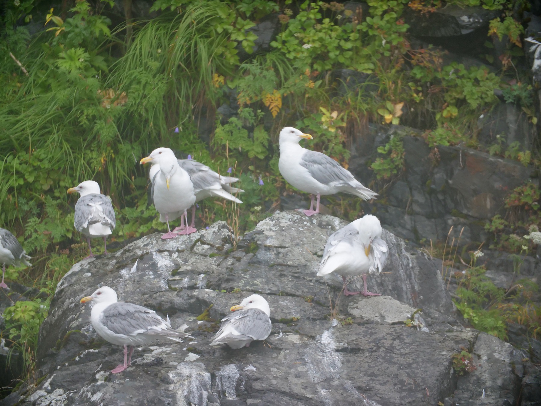migratory birds in Alaska