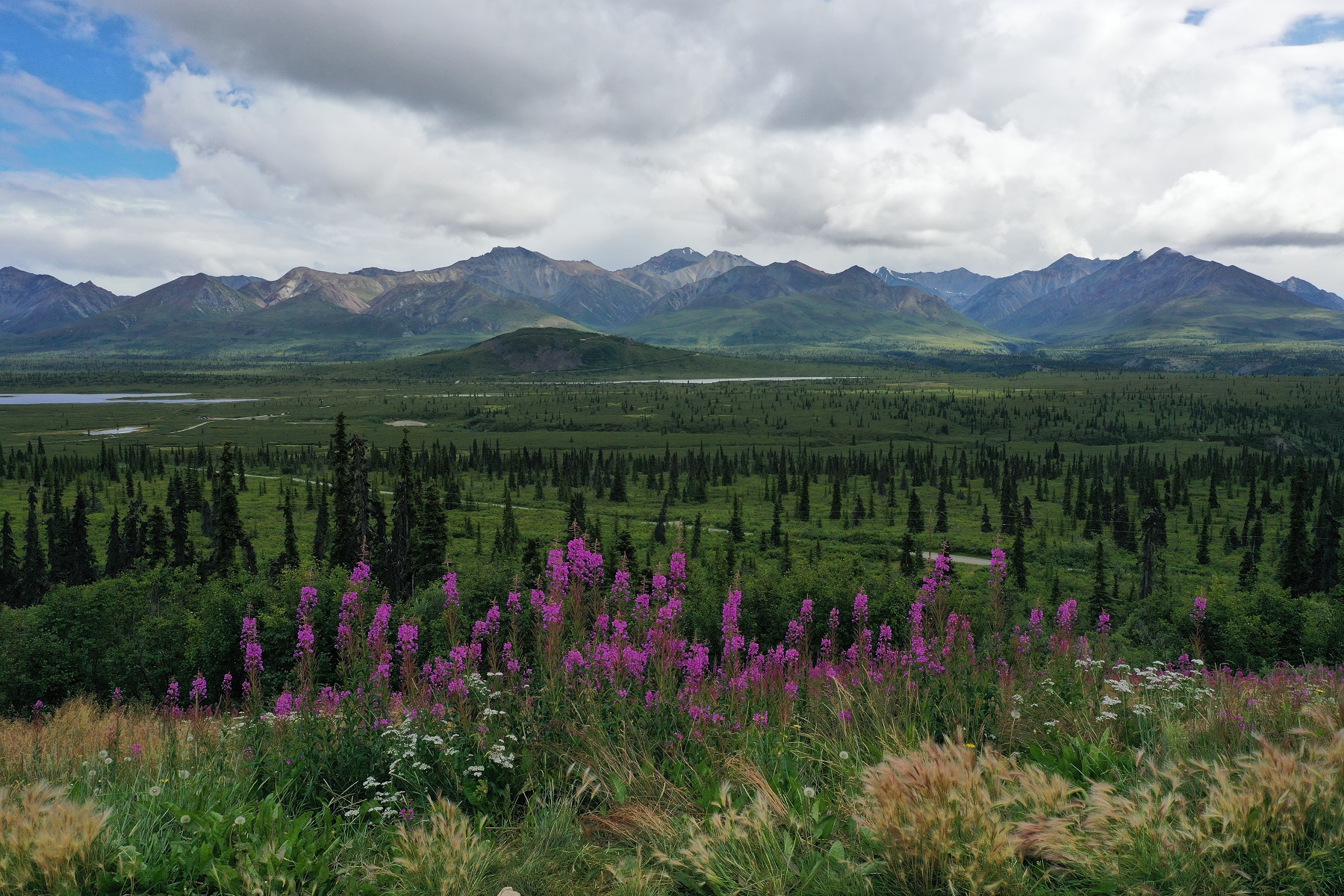 Alaska state parks wildflowers and mountains