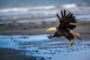 bald eagle flying over beach