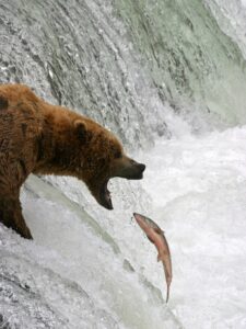 Bear in waterfall eating salmon
