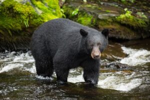 bear in river