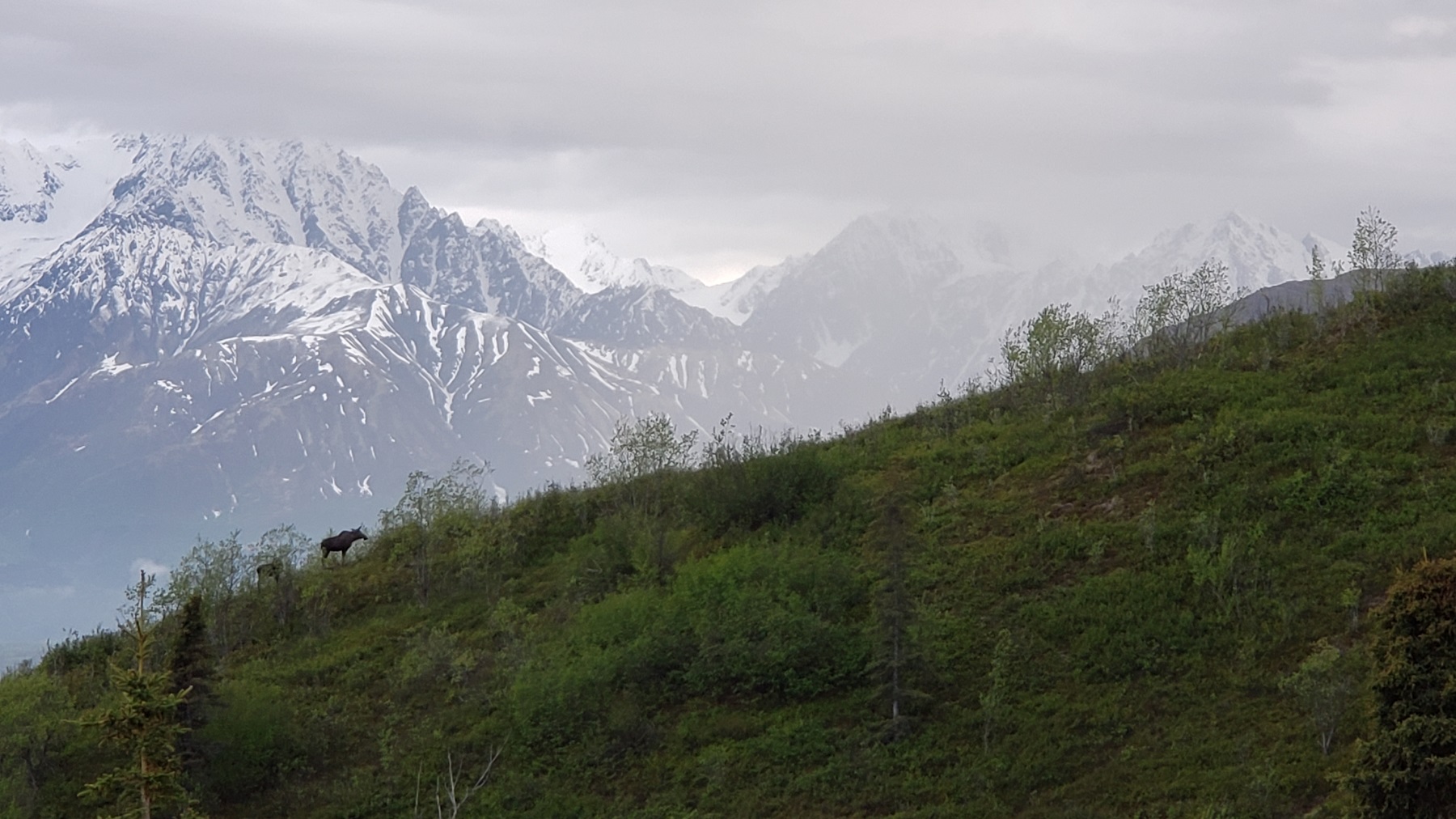 moose in the Alaskan Bush
