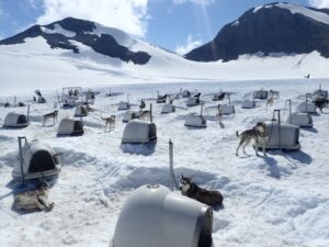 sled dogs in Denali