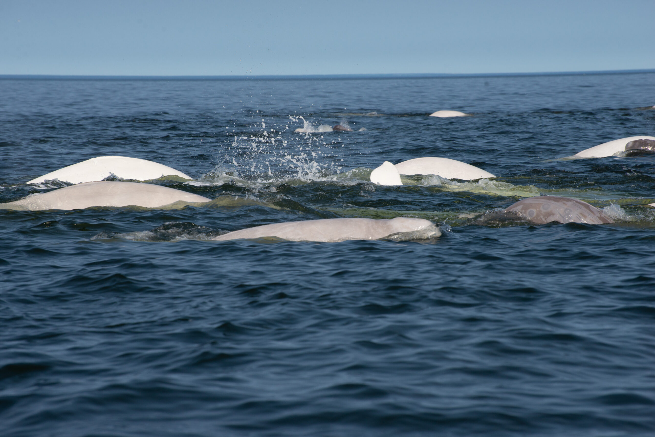 Beluga Whales Feeding in the Ocean