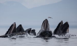 humpback whales feeding in a group