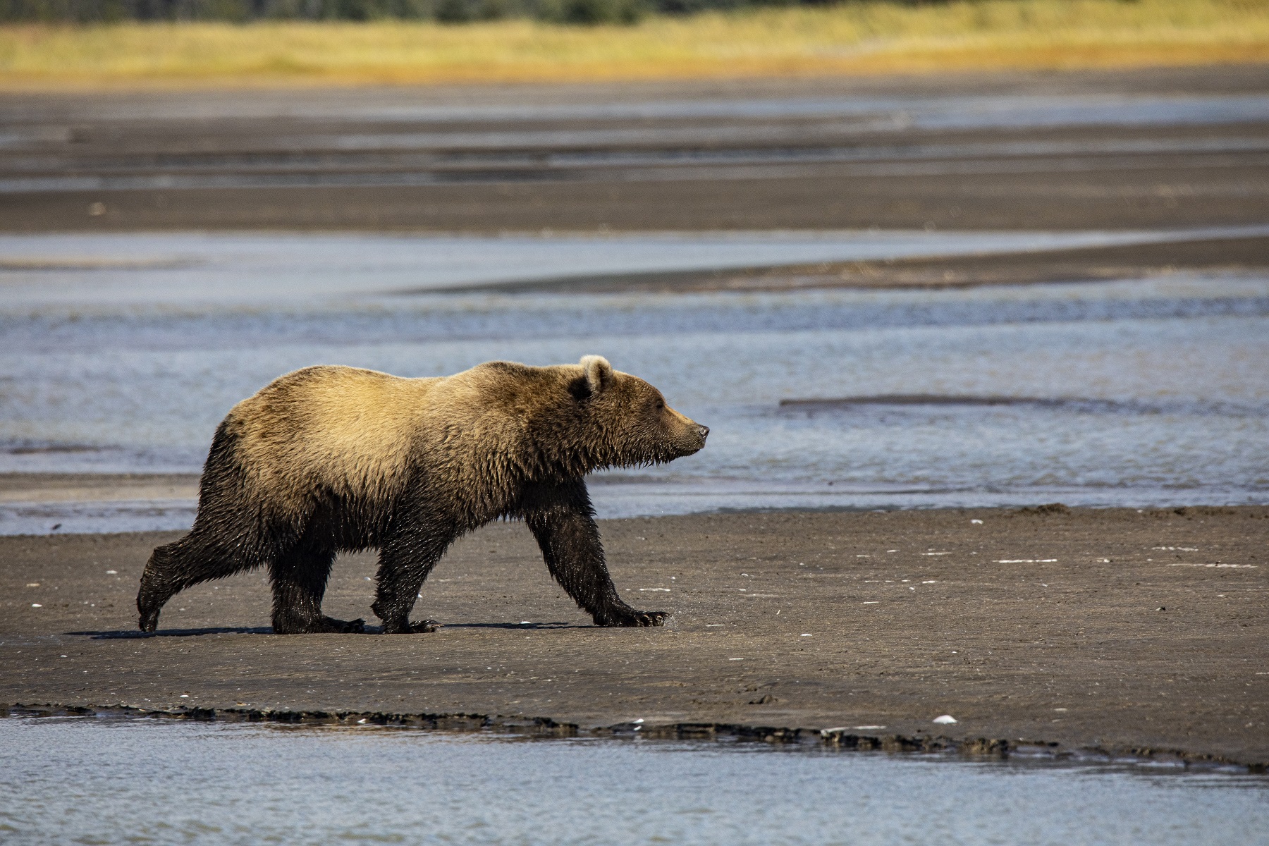 Brown bear visit Kodiak island