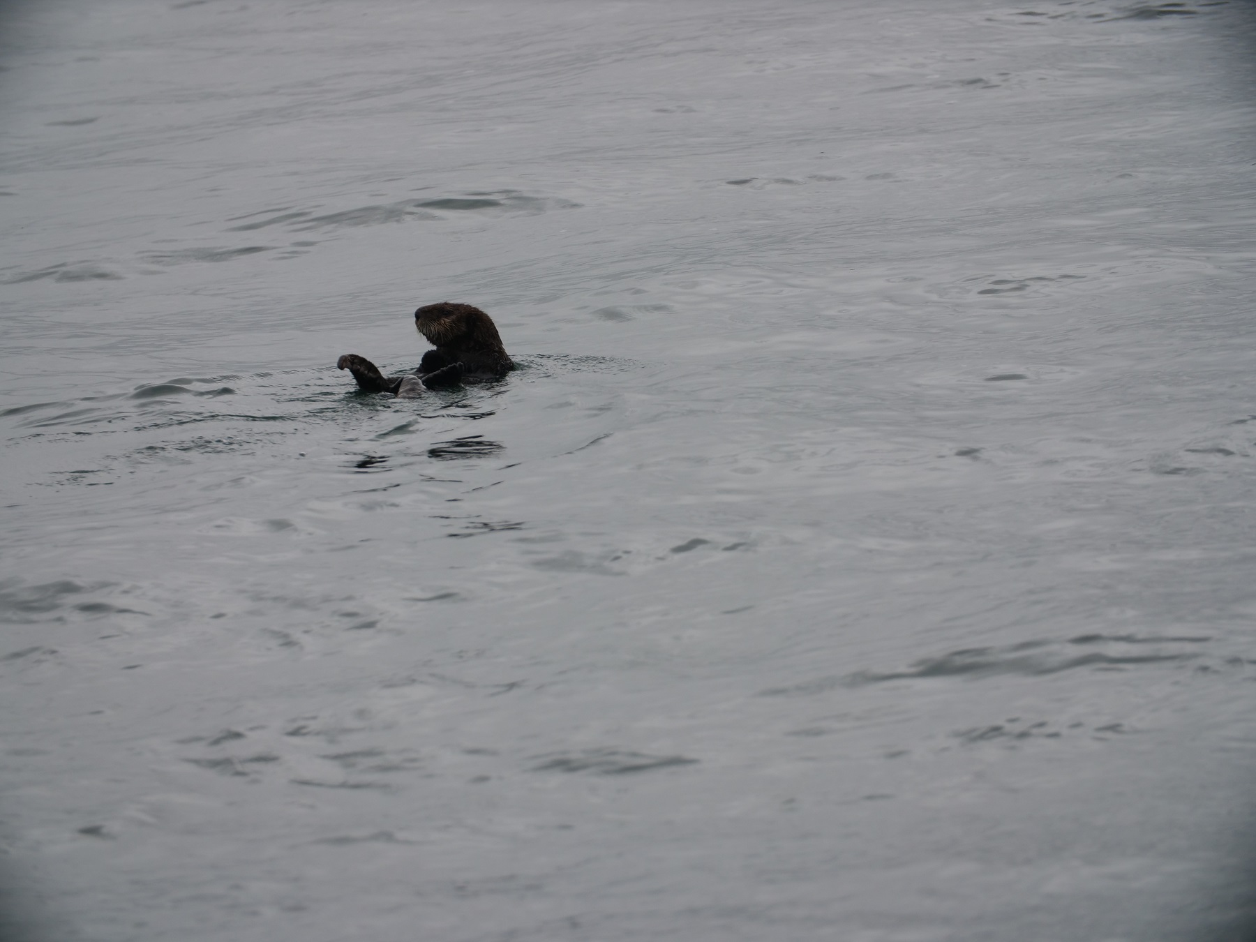 Alaska Otters