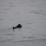 sea otter in the water