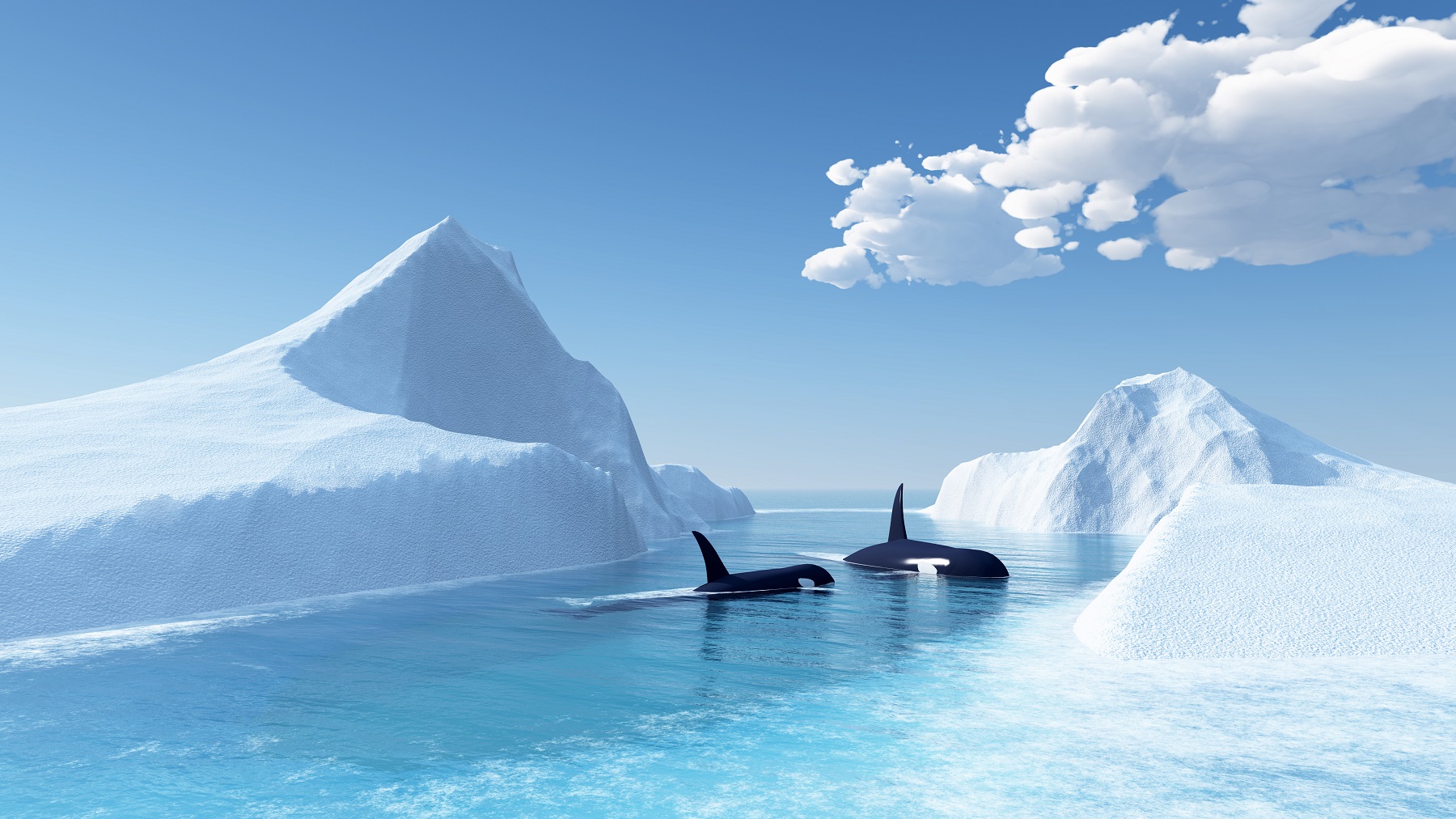 killer whales near ice
