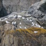 birds on mossy coast rocks