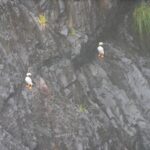 puffins perched near Seward