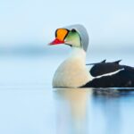 Alaska bird watching in the arctic