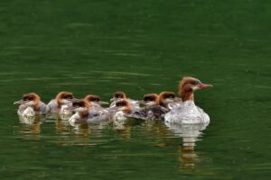 wetland ducks