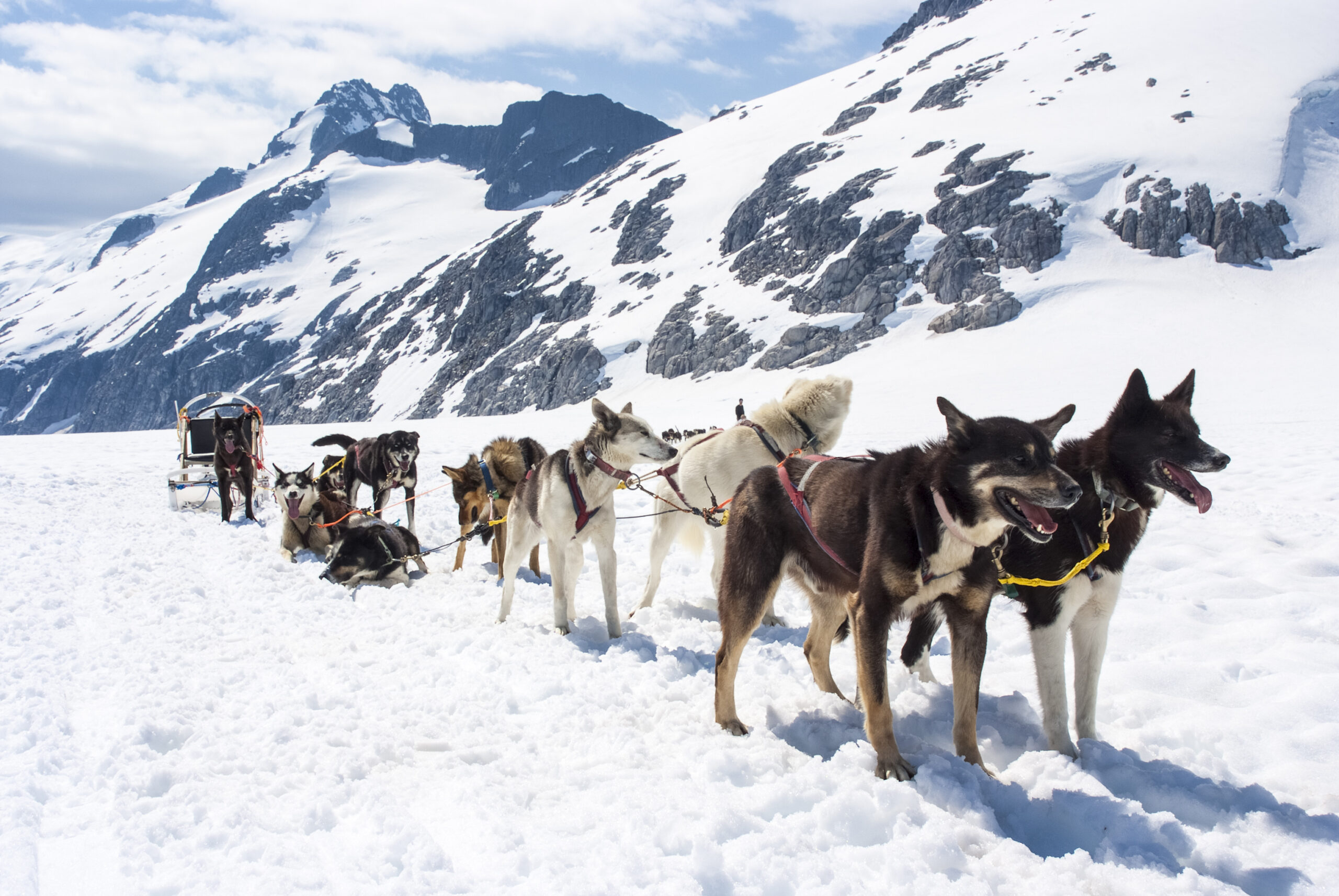 mushing team at the ready