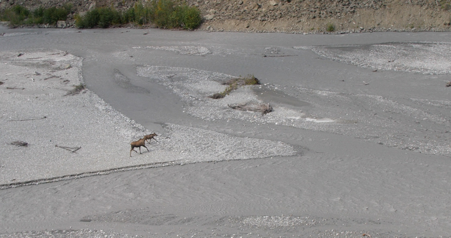 moose walking along braided river in Alaska