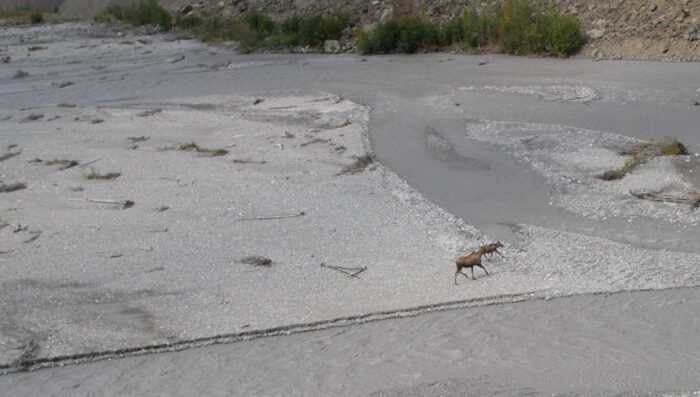 moose walking along braided river in Alaska