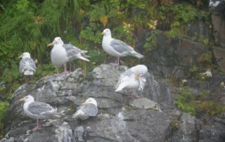 gulls on a cliffside