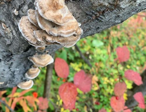 Fungi and the Forest Floor