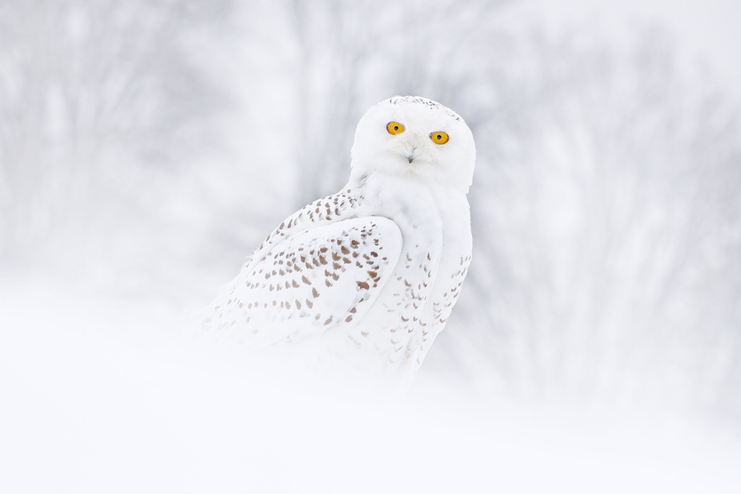 Snowy owl in Canada habitat