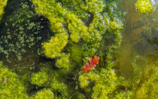 Green algae growth in water