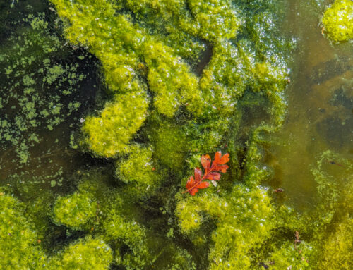 Marine Microbiology in Alaska