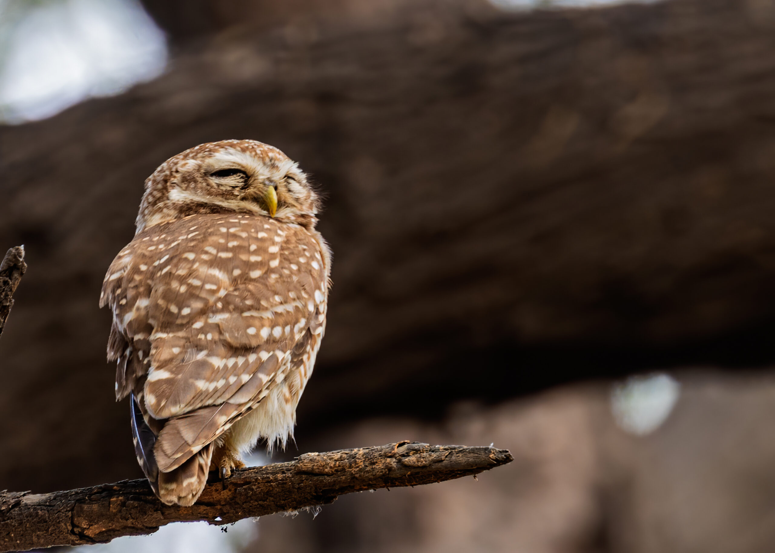 spotted owl in Arctic region