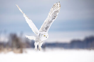 White snowy owl in flight with cloudy sky in background