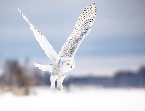 Owls in Alaska