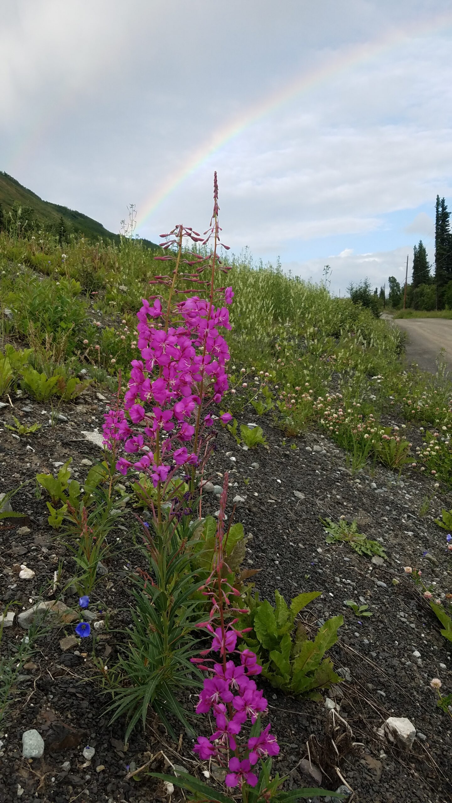 fireweed near roadside with rainbow in background