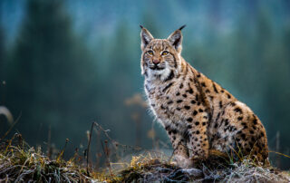 adult lynx sitting in rocky area