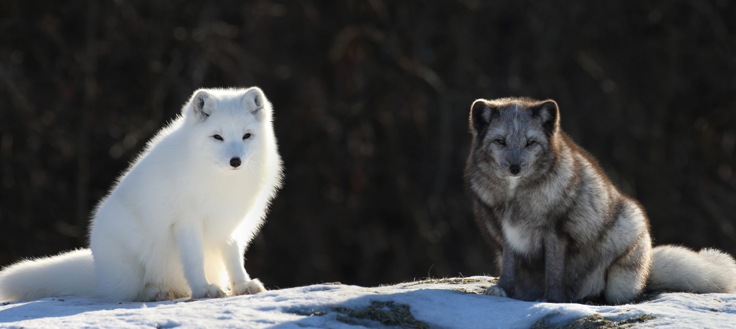 two young arctic foxes. one white and one with a dark coat