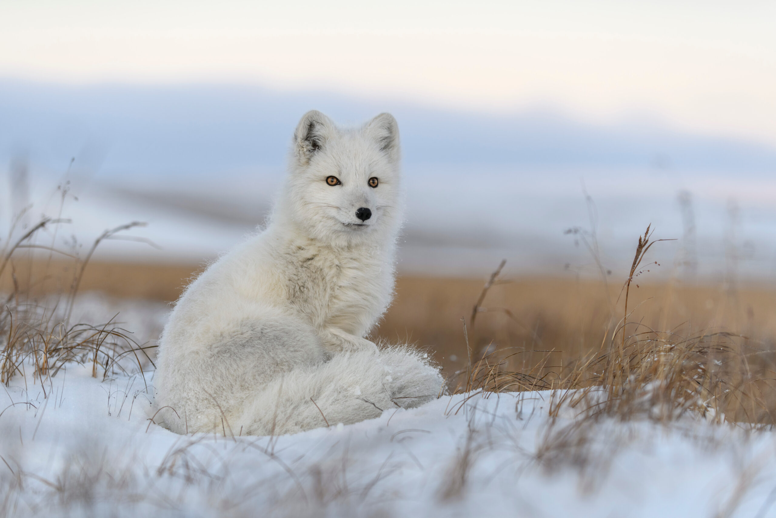 Arctic Fox in the tundra