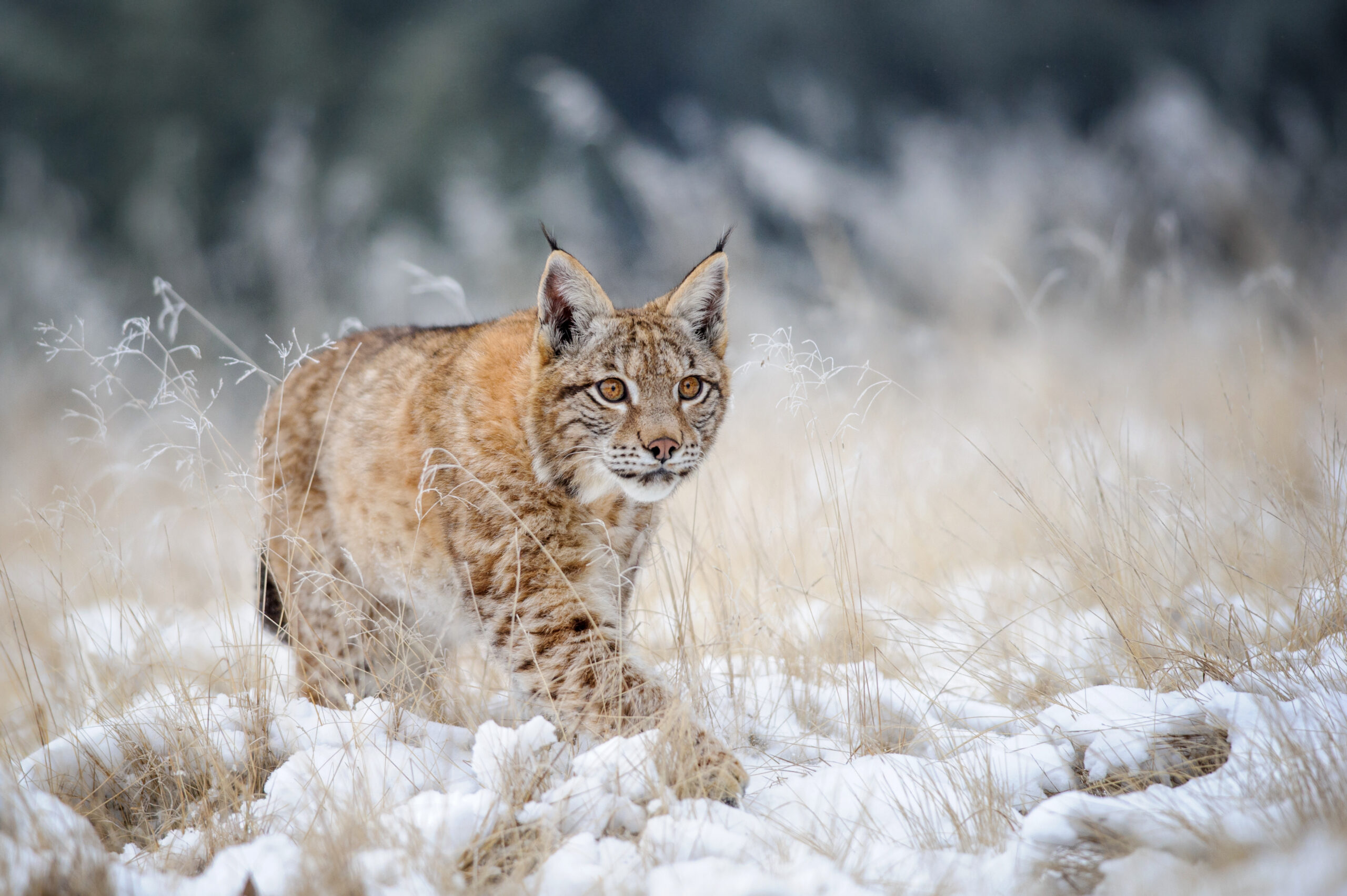 Lynx walking across snowy field with tall grass